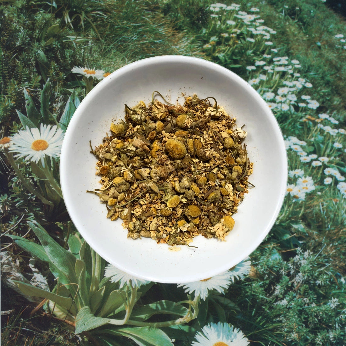 Flowerhead Tea - Chamomillionaires FLOWERHEAD TEA