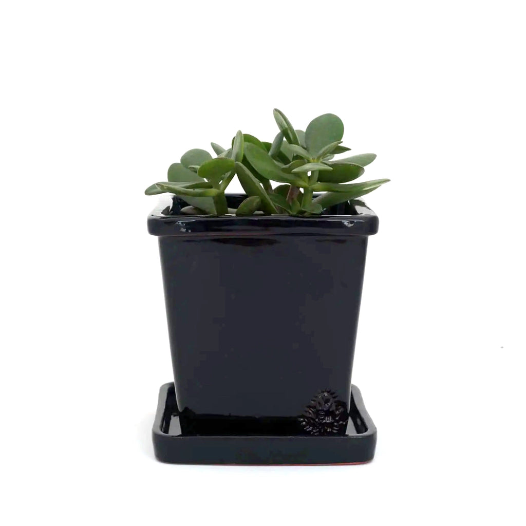 Handcrafted Square Glazed Terracotta Pot - 14cm EM Black 