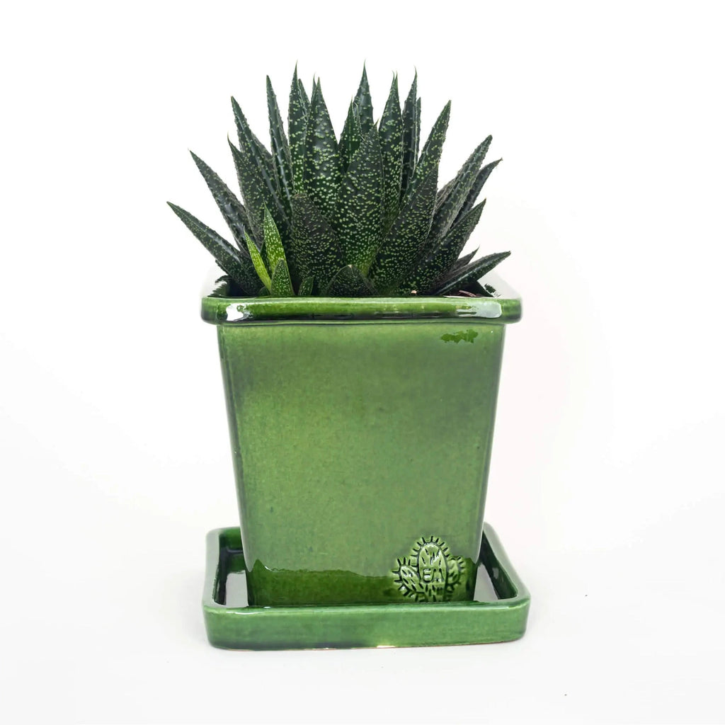 Handcrafted Square Glazed Terracotta Pot - 14cm EM Green 