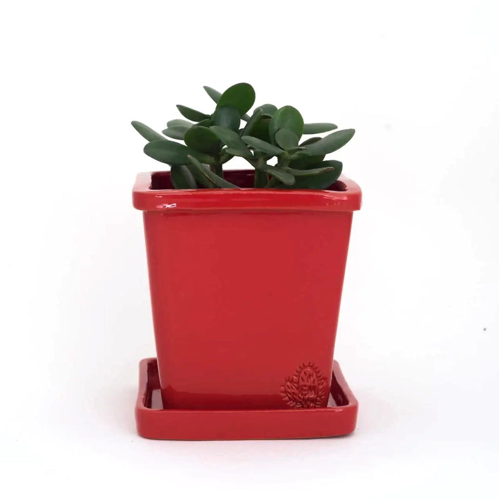 Handcrafted Square Glazed Terracotta Pot - 14cm EM Red 